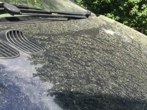 Pollenflug | Blütenstaub auf dem Auto | autoreparaturen.de